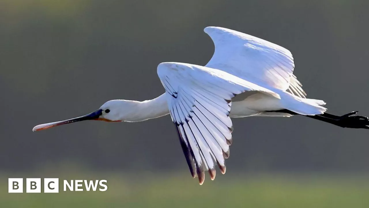 Castleford: Spoonbills delight visitors to RSPB reserve