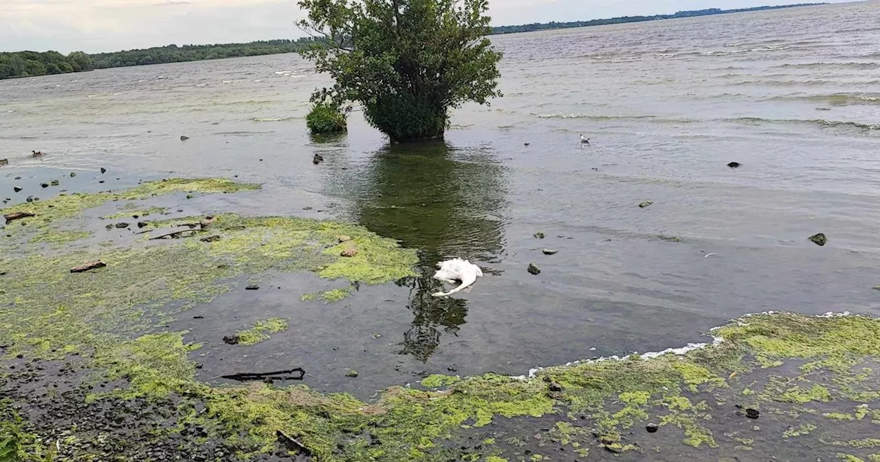 Lough Neagh action plan back before Executive after toxic algae retakes lake