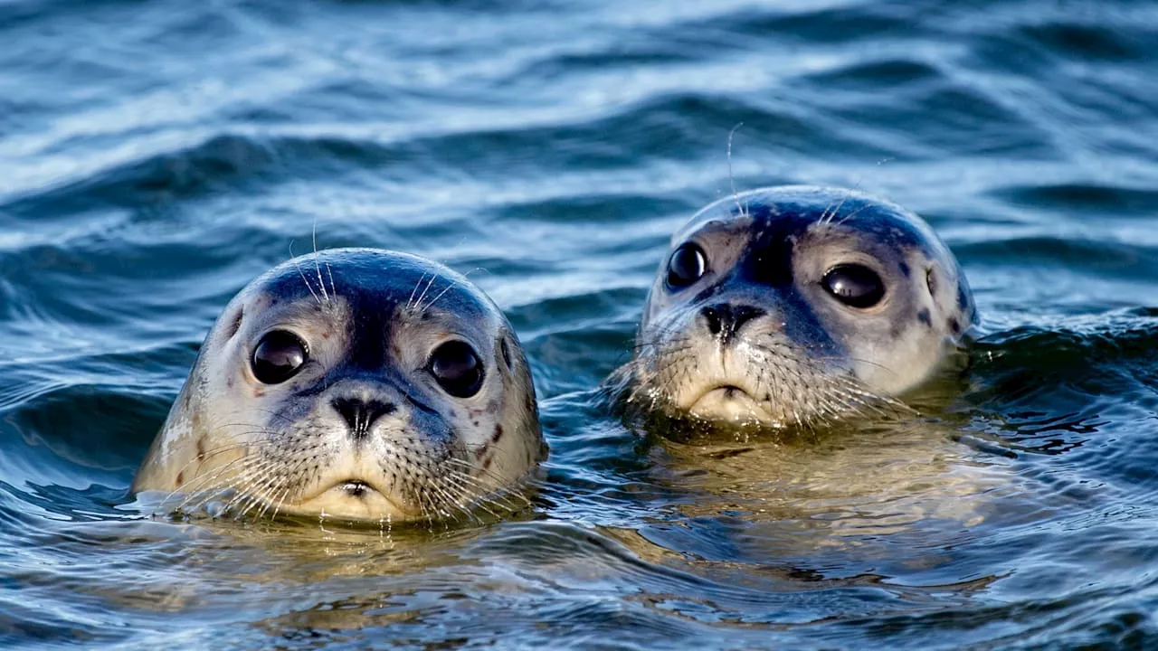 Nordsee! Experten schlagen Alarm: Seehunde fressen unsere Meere leer