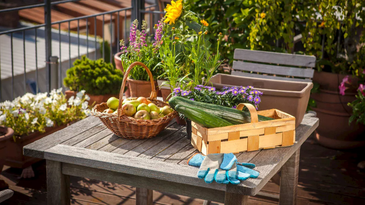 Pflanzen: Dieses Obst und Gemüse auf dem Balkon anbauen