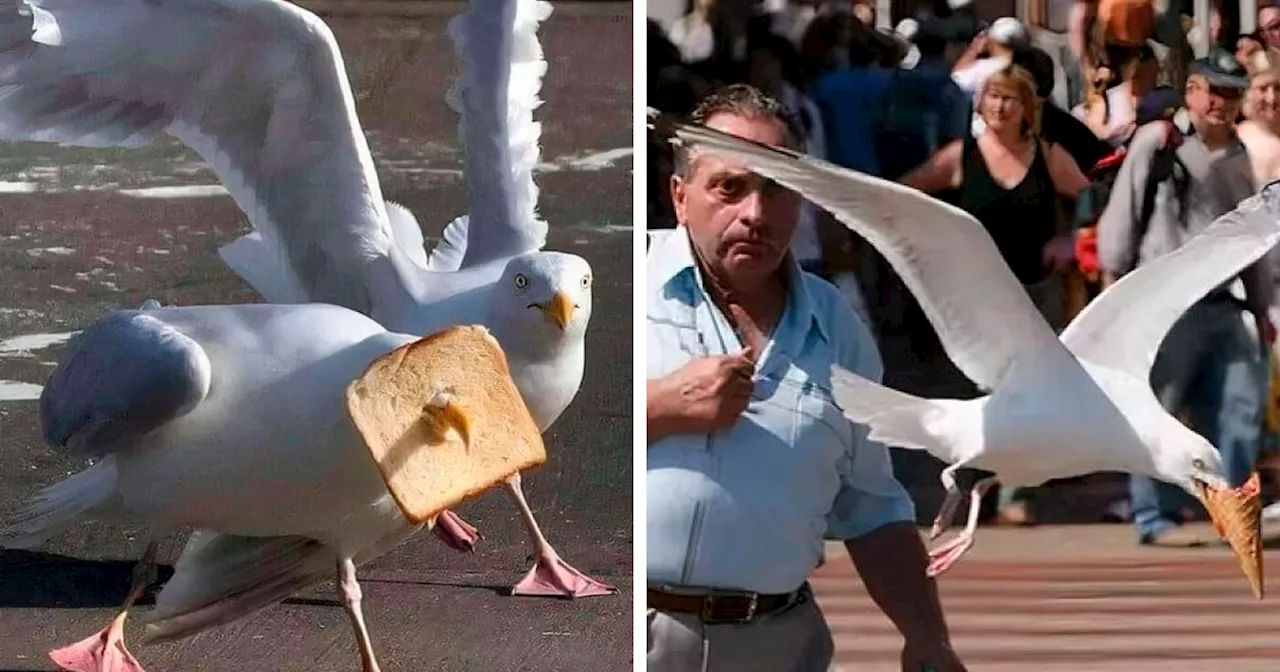 69 Chaotic And Cursed Avian Pics Shared By “Birds With Threatening Auras”