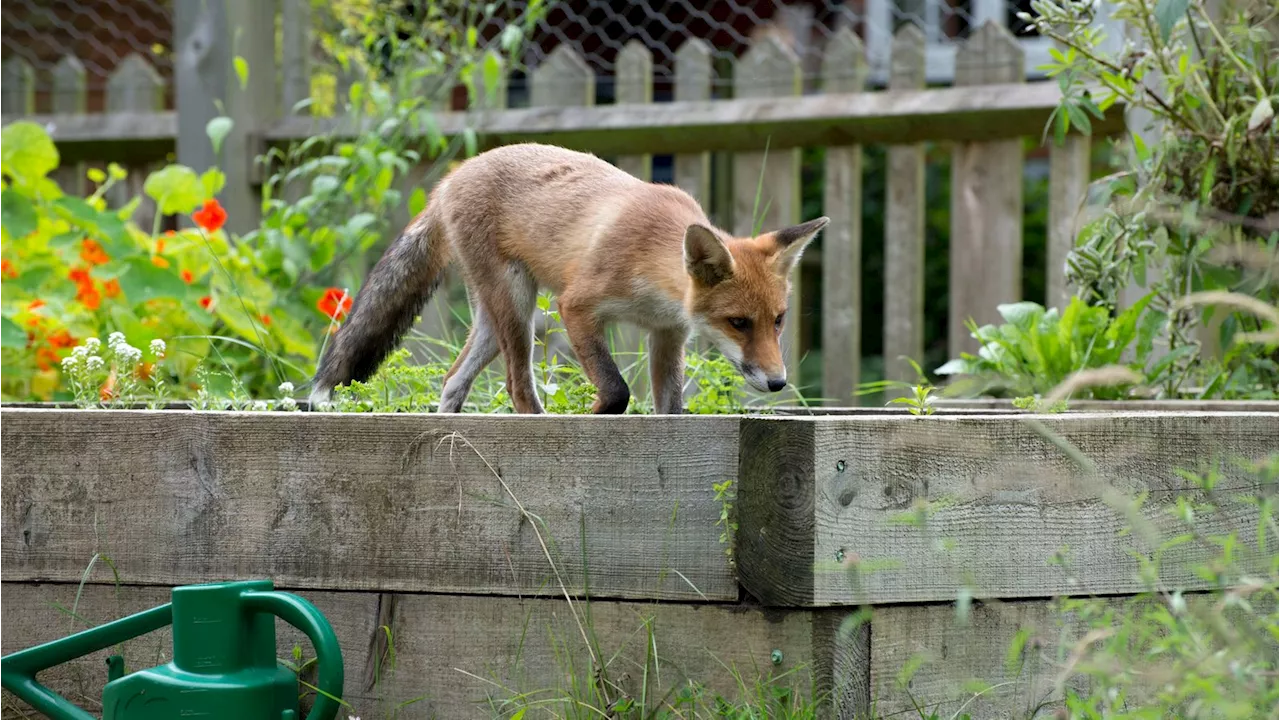 Der Fuchs ist los: Wildtiere in der Stadt