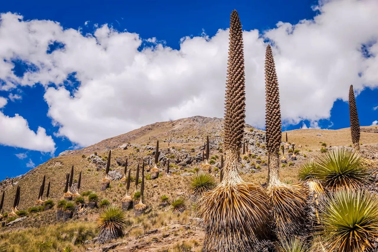 Esta es la planta que florece cada 100 años: ¿habita en Colombia?