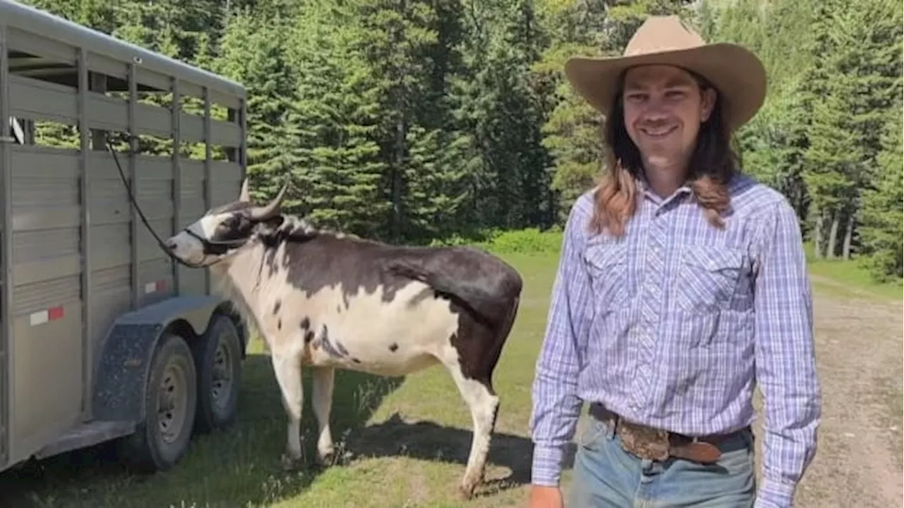 Meet Calamity, a rare bull-bison cross commonly known as a beefalo