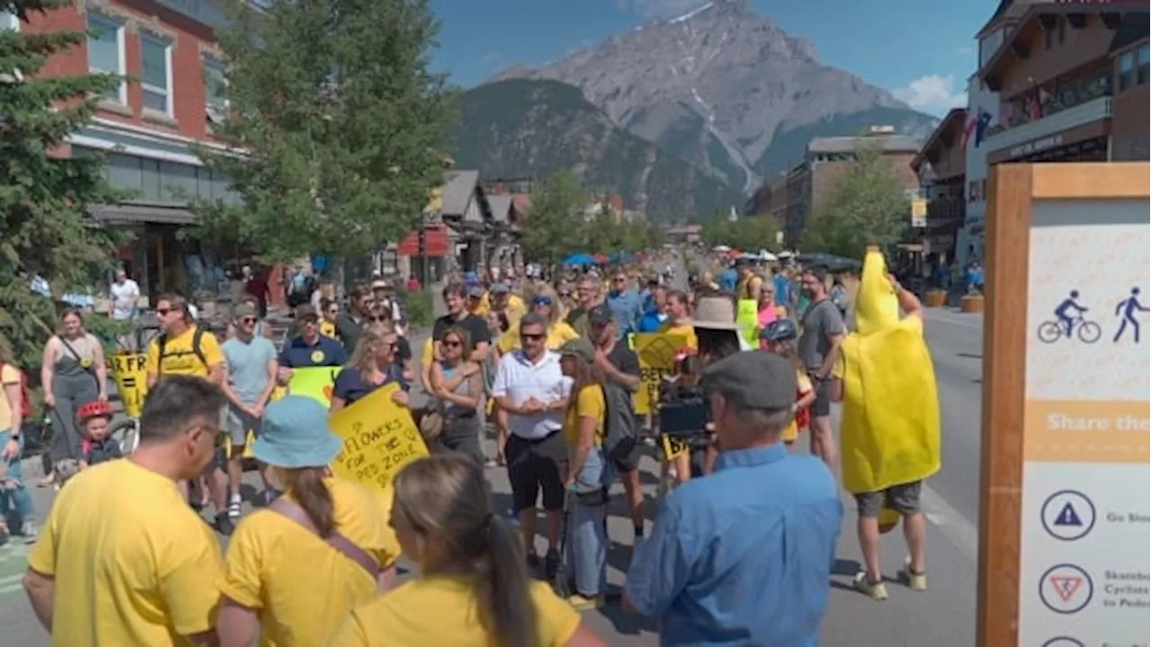 Rally in support of Banff's pedestrian zone takes place as advanced voting continues