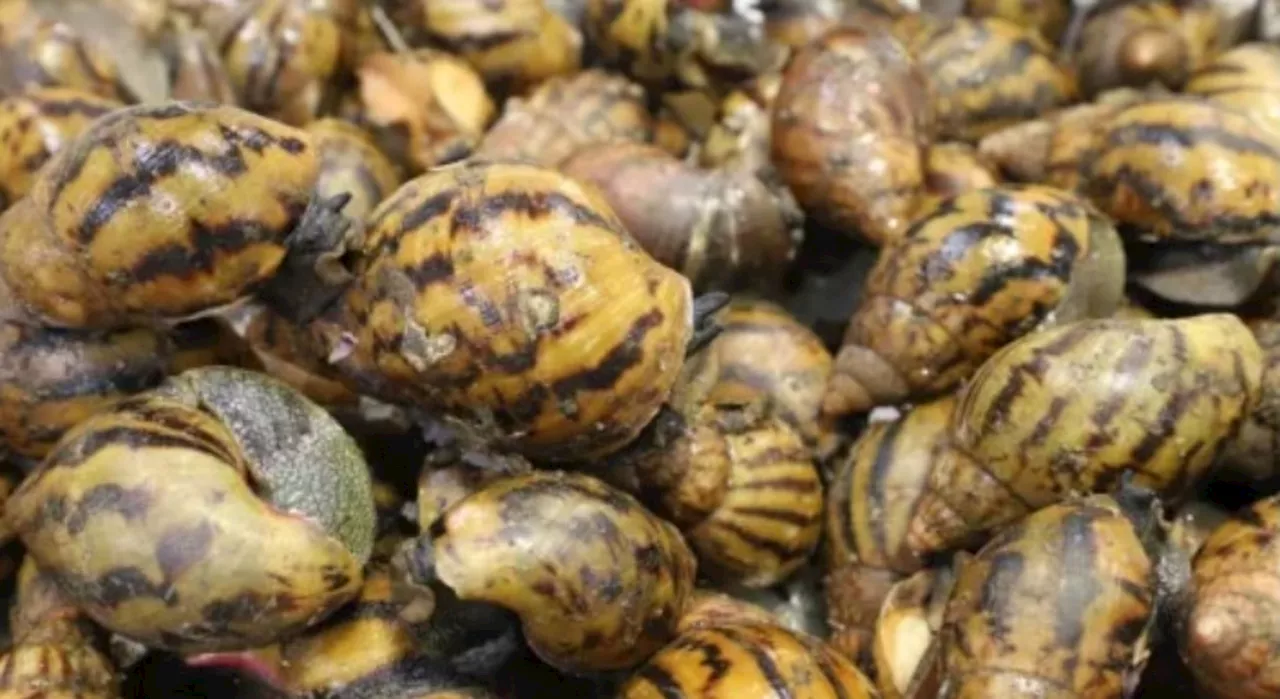 Customs finds invasive species in traveler’s luggage at Detroit airport