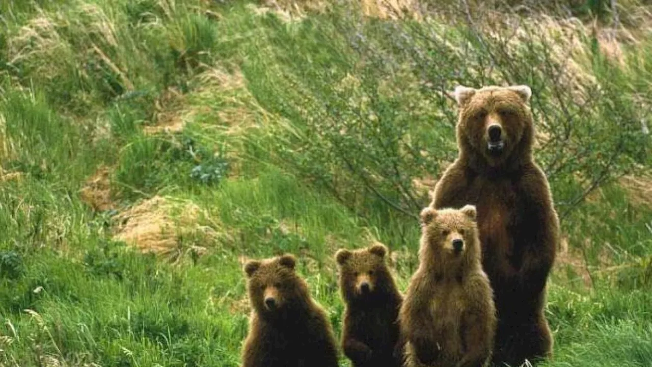 Fugatti: «Uccidere l’orsa che ha ferito il turista». Il ricorso degli animalisti