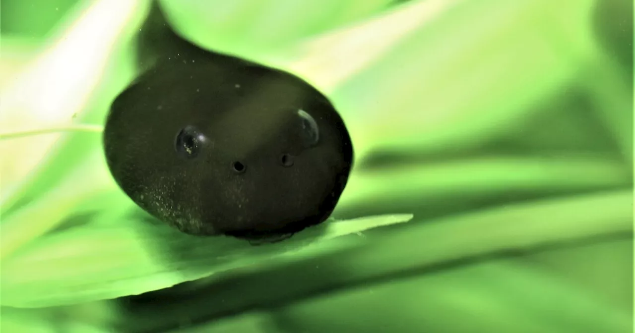 CPW and the Denver Zoo Conservation Alliance release endangered tadpoles into the wild