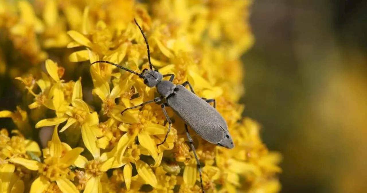 Grasshoppers are here, blister beetles could follow in Colorado