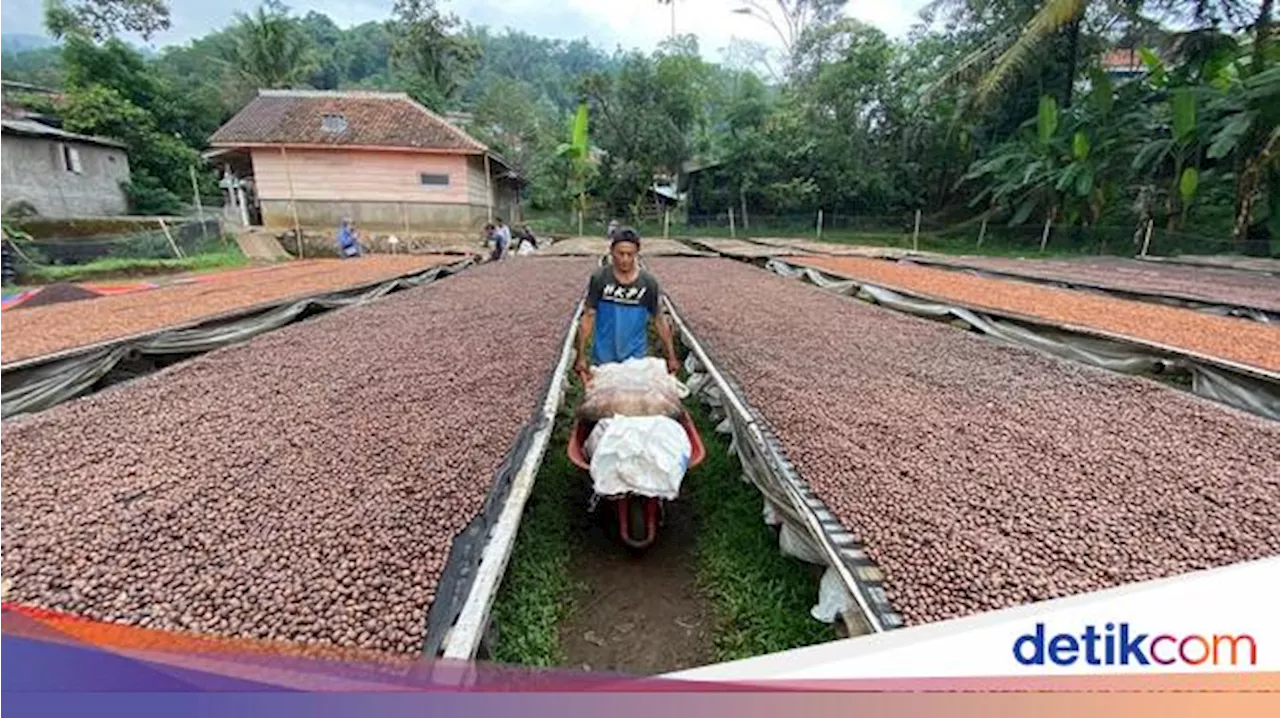 Perjalanan Kopi Wanoja, dari Tanah Sunda hingga Mancanegara