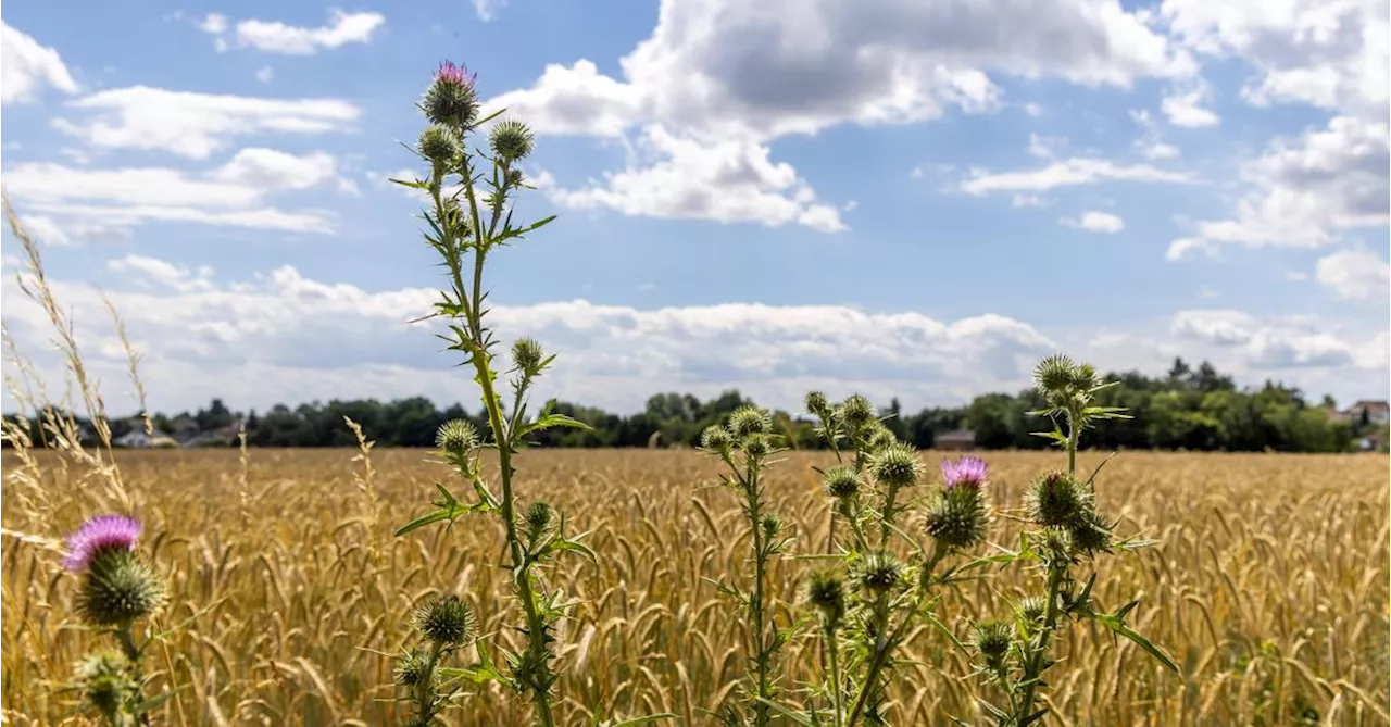 Wochenende in Österreich wird heiß, aber auch bewölkt