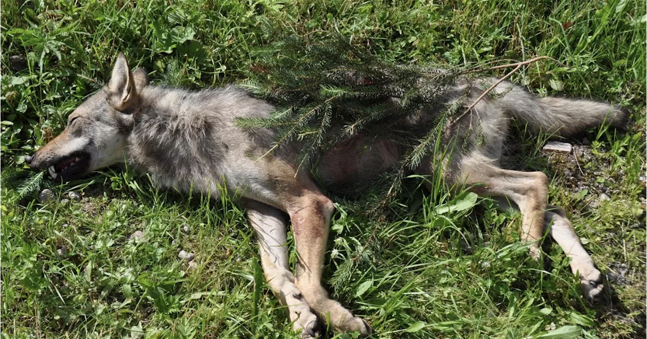 Bambi ist kein FPÖ-Wähler