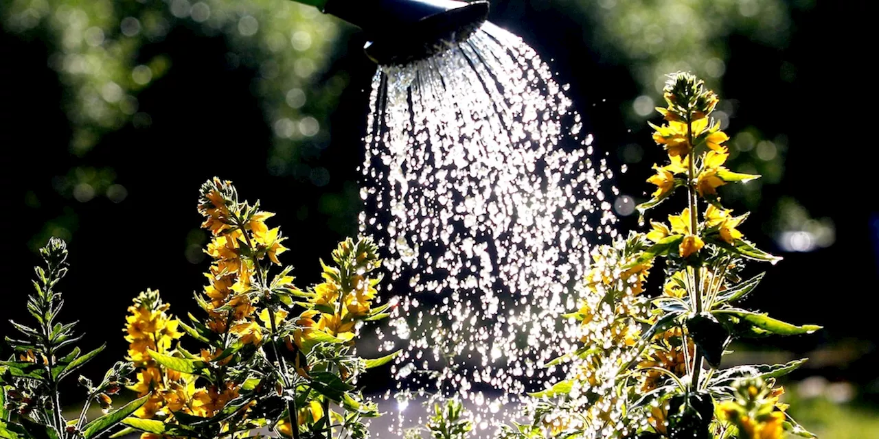 Pflanzen verbrennen: Profi-Gärtner rät, wann Sie im Sommer gießen sollten