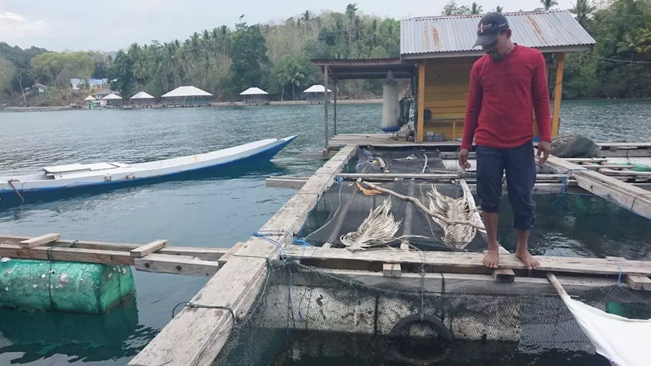 Pembudidaya Lobster Mulai Berhenti Produksi