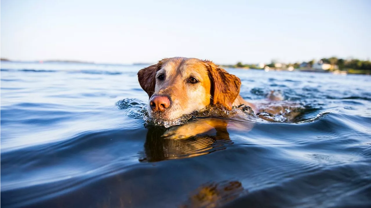  Hund schwimmt über sechs Kilometer zu seiner Familie