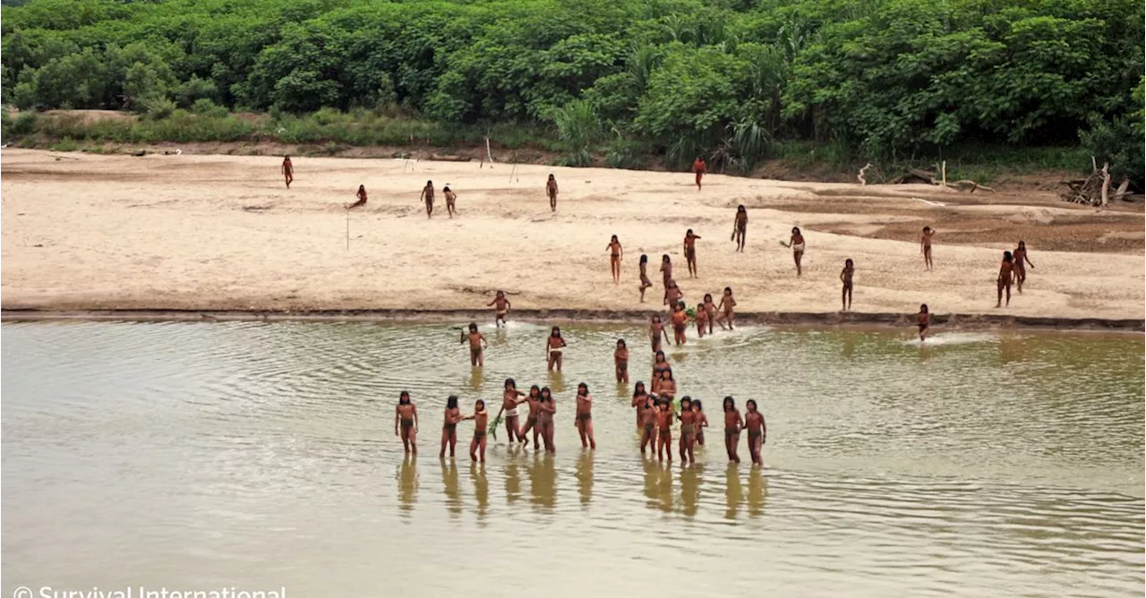 Rare Video Shows Isolated Indigenous Tribe Emerging From Amazon Amid Nearby Logging