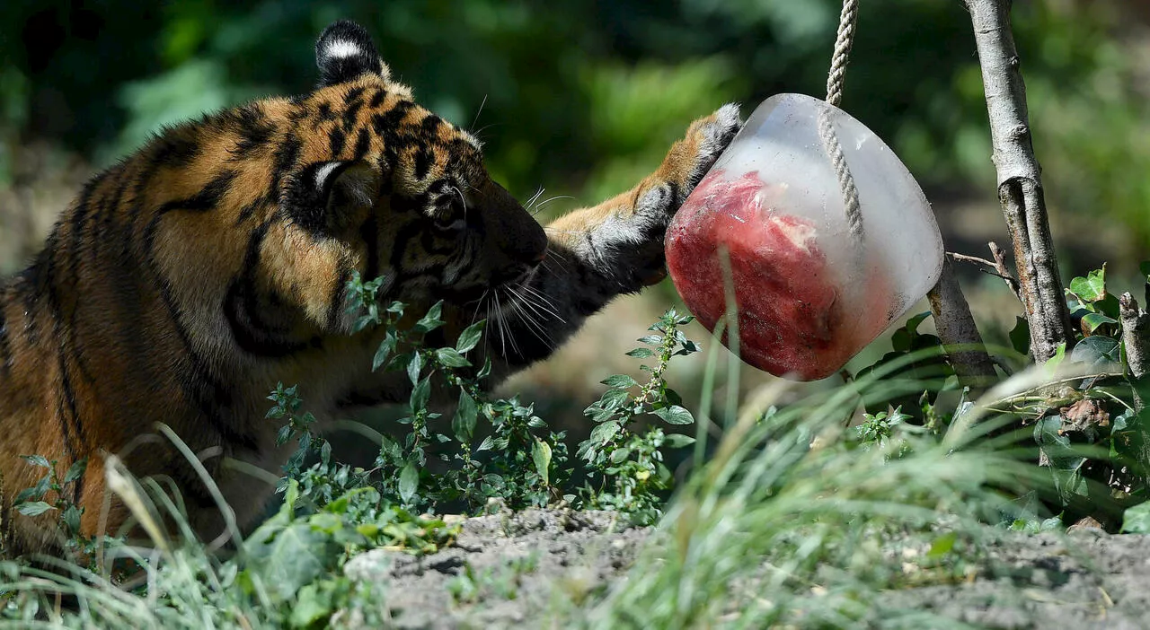 Bioparco a Roma, fa troppo caldo: nel menù degli animali arrivano pure i ghiaccioli