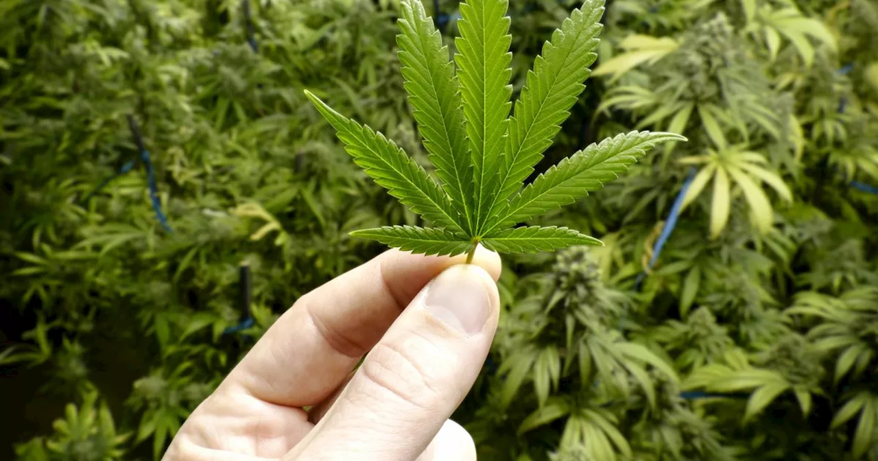 Two men arrested as over €330,000 of cannabis seized in grow house raid