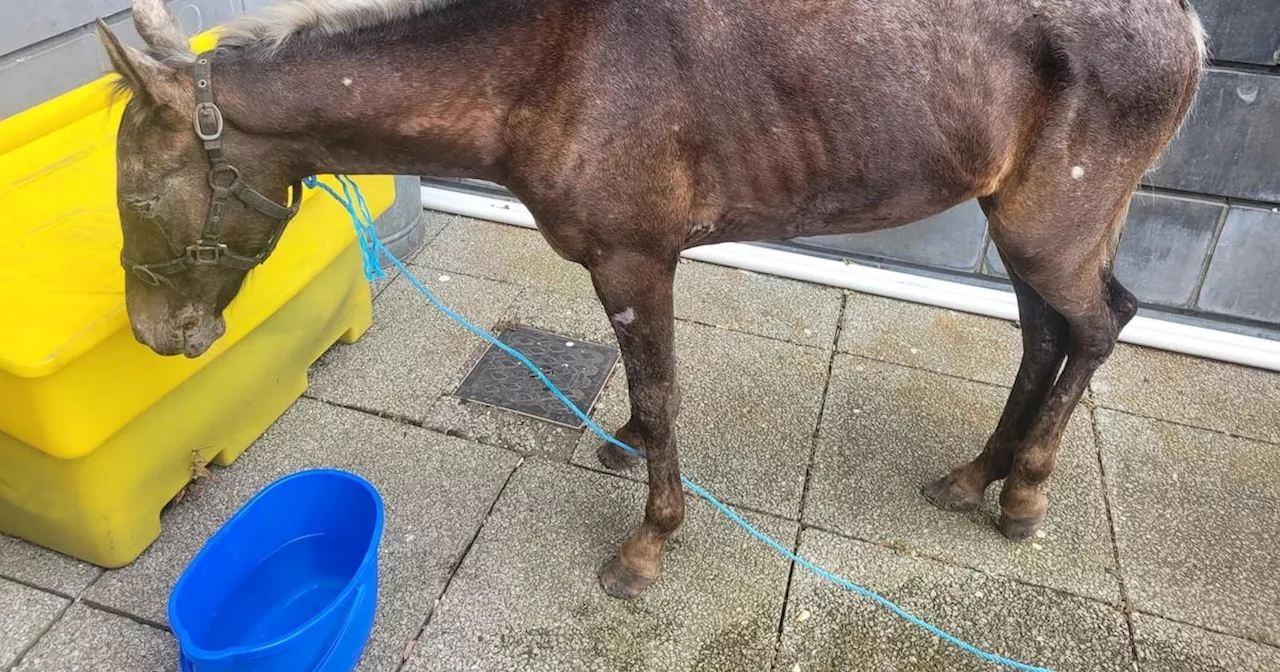 Emaciated pony seized from man who drove sulky cart to Garda station in Cork