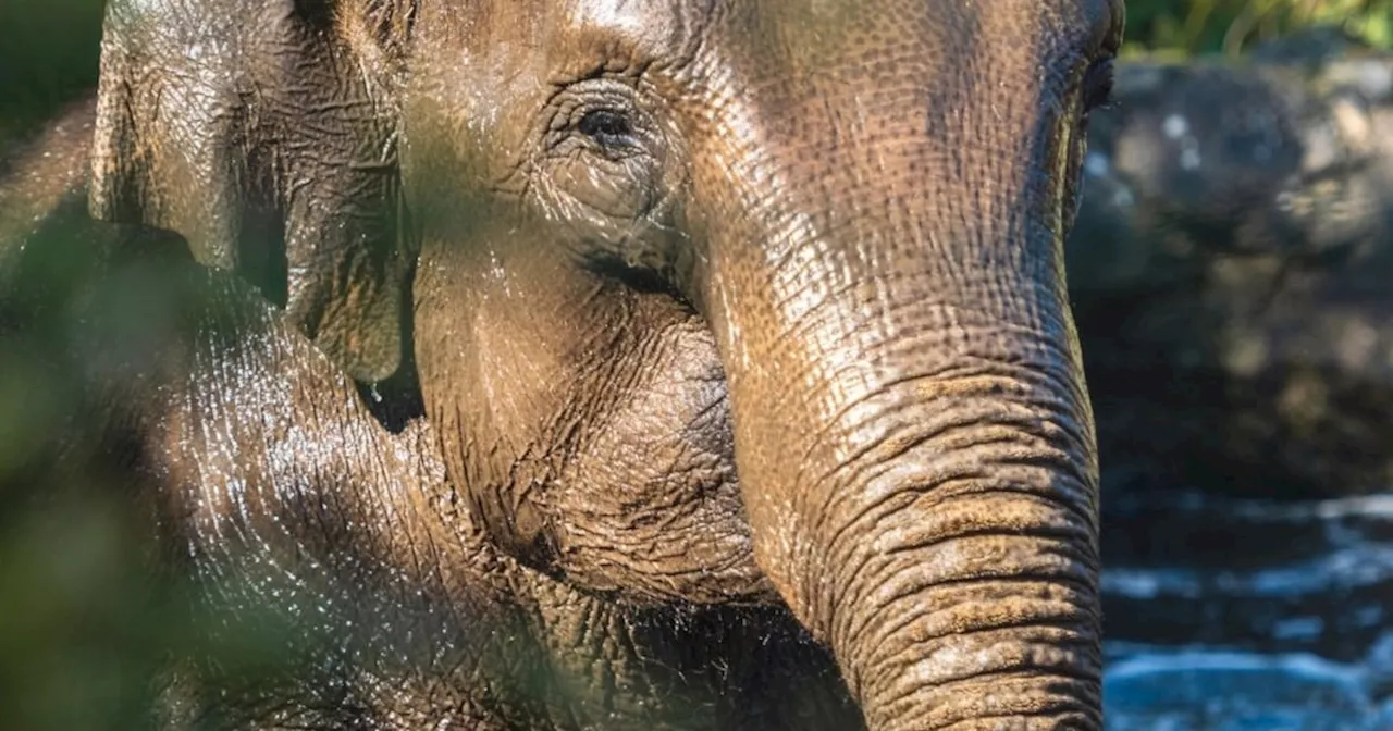 Fourth elephant tests positive for potentially fatal virus at Dublin Zoo