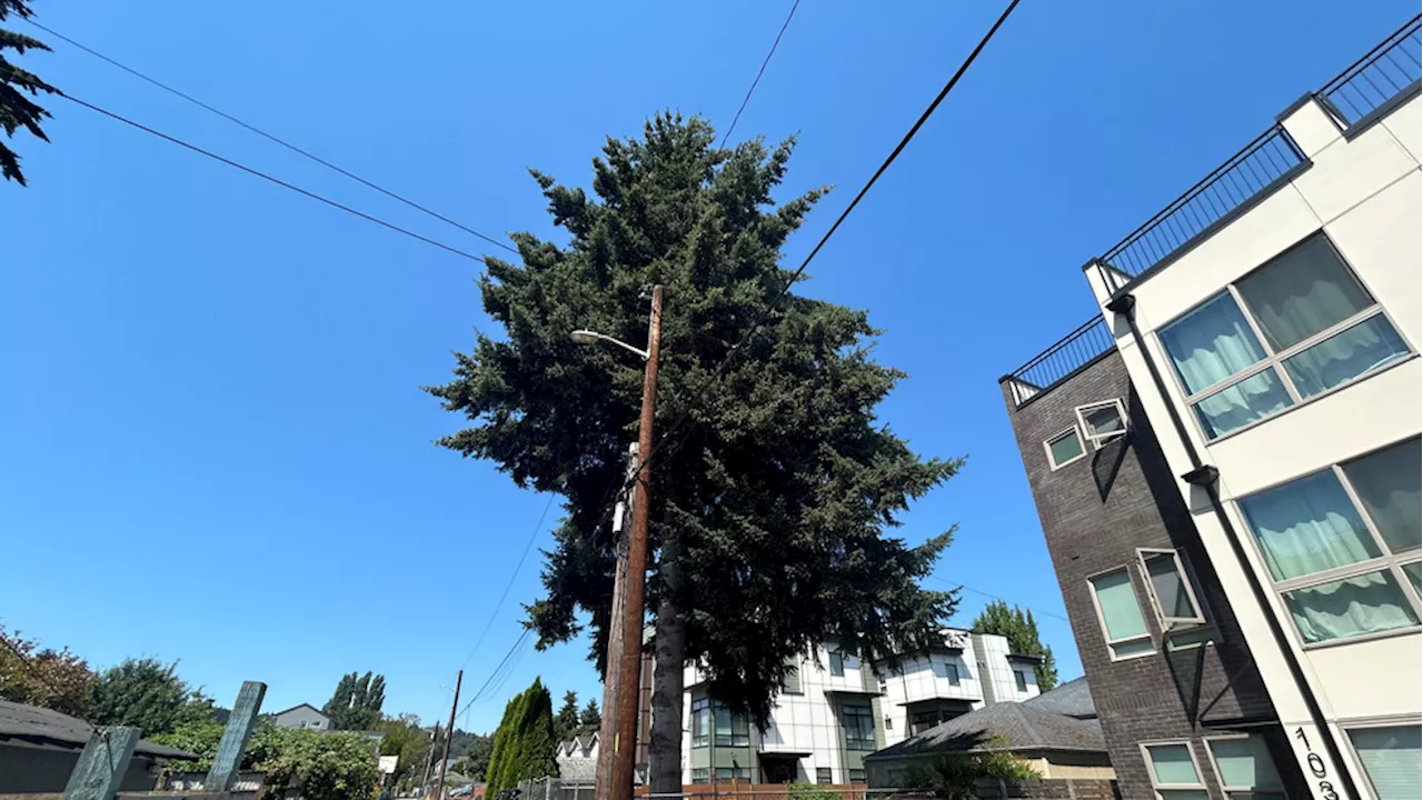 Seattle developer may redesign housing project to save local Douglas fir named Vida