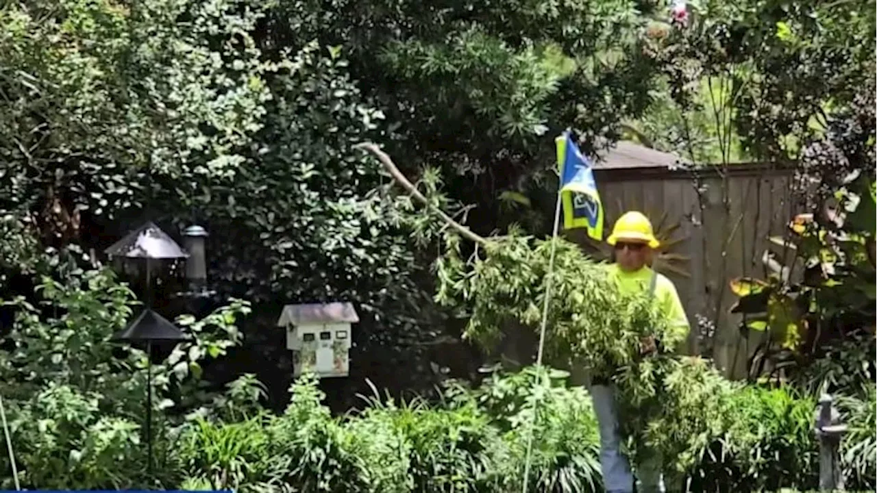 Did CenterPoint do enough to clear trees in Houston before Hurricane Beryl?