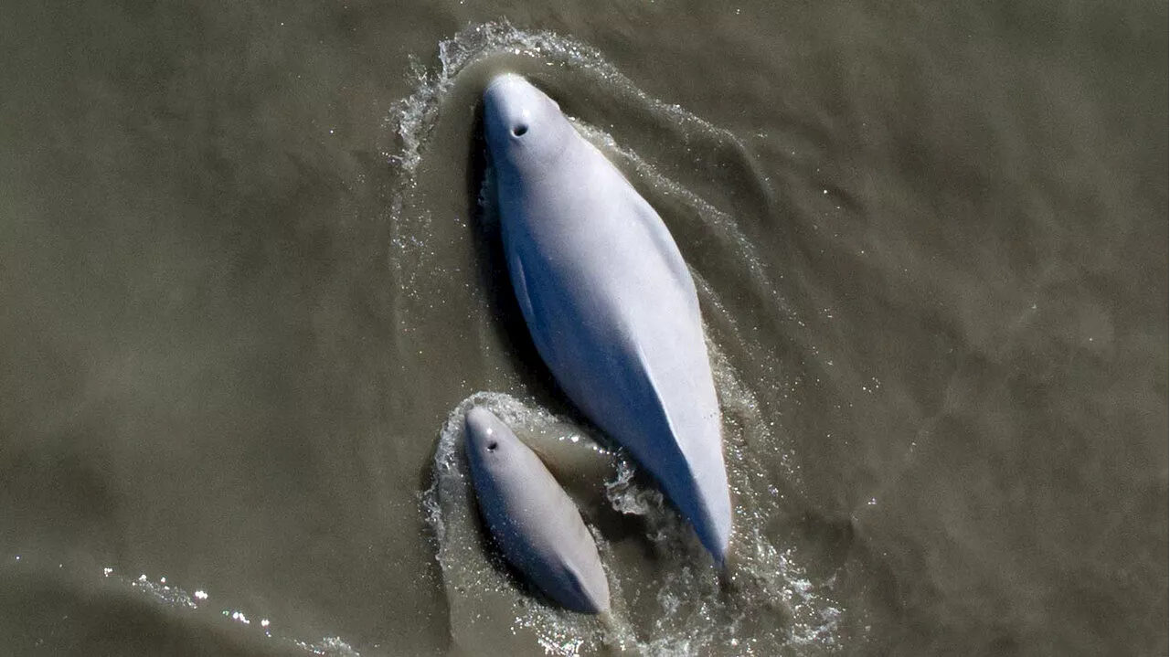 Judge suspends controversial federal Cook Inlet lease sale, citing impacts on beluga whales