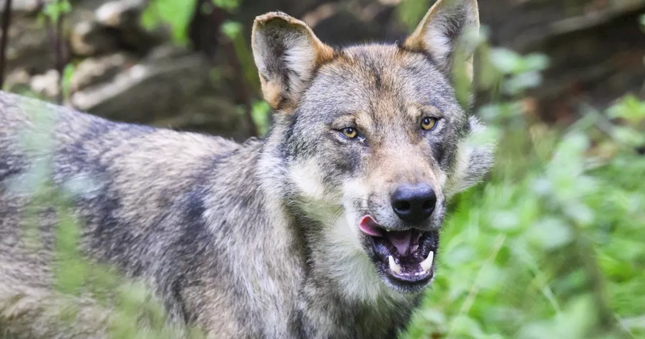 Alarm um Wolf im Ybbstal: Auf zwei Höfen wurden zehn Schafe gerissen