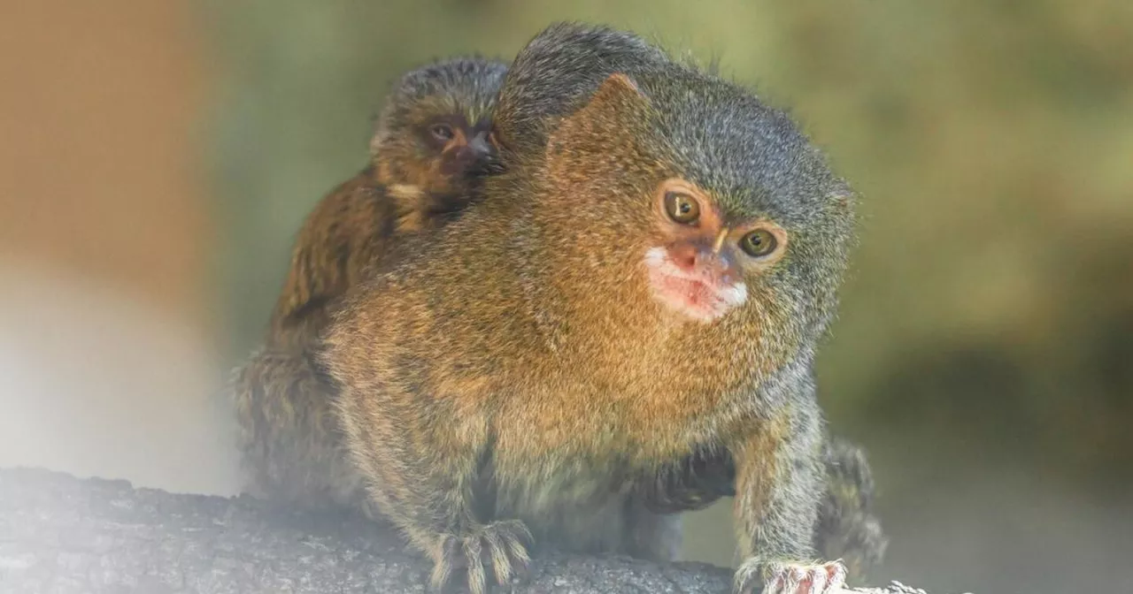 Doppelter Nachwuchs bei kleinster Affenart der Welt im Zoo Salzburg