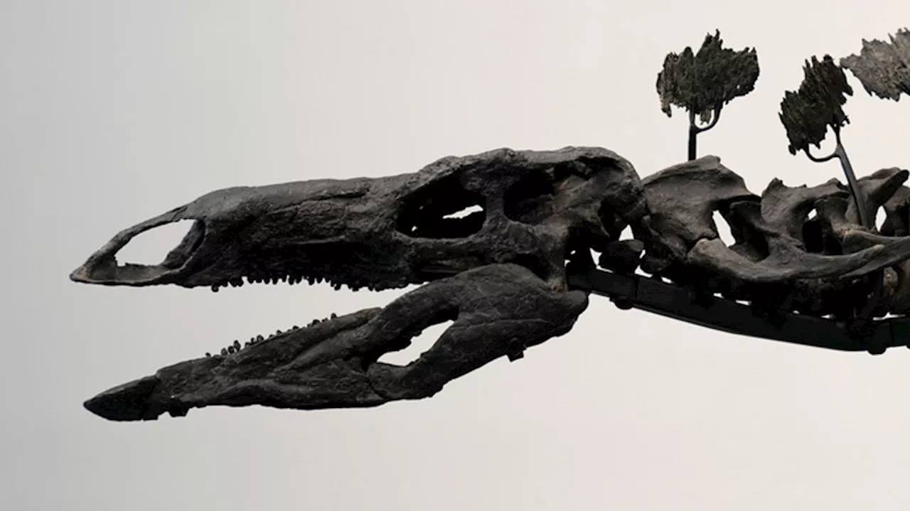 Stegosaurus fossil found near Utah/Colorado border fetches nearly $45M at auction