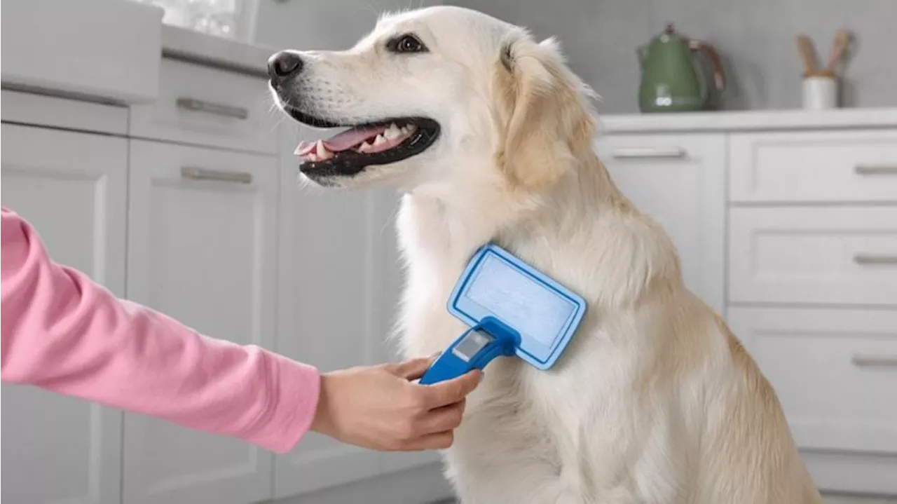 Quelle est la meilleure brosse pour chien à choisir en 2024 ?