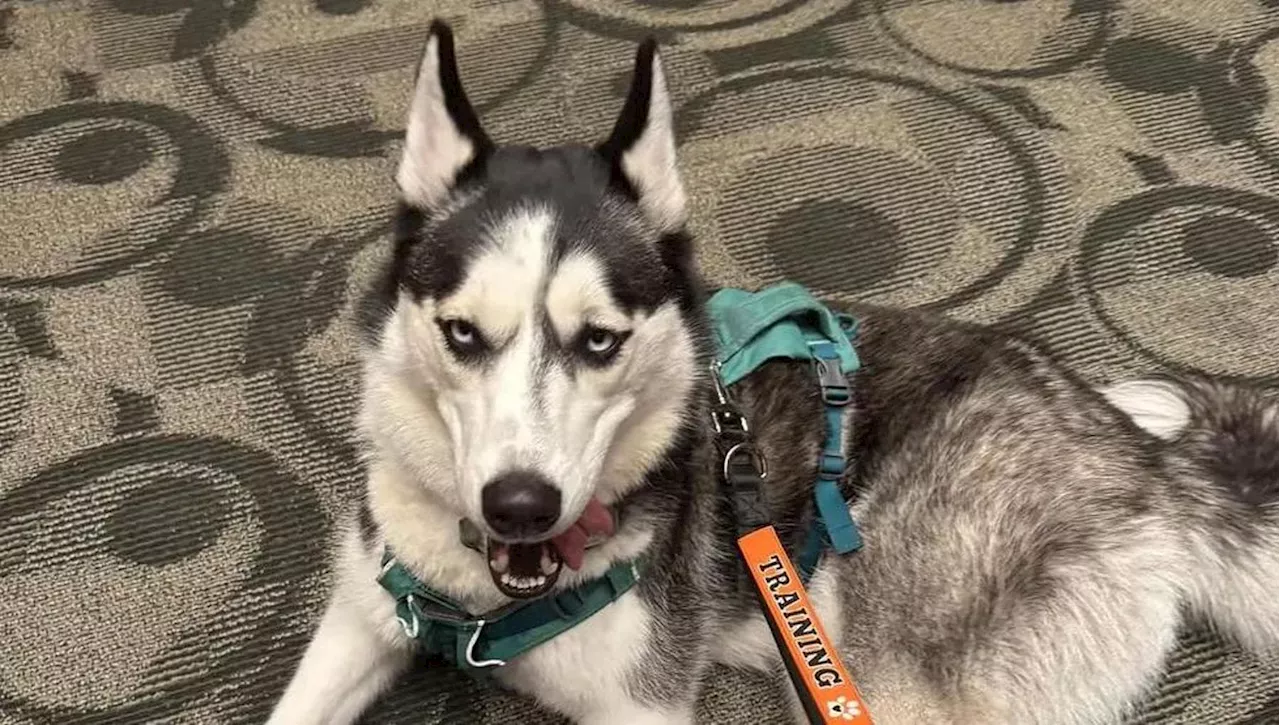 Pensava che l’allarme fosse rotto, il cane Luna la salva dall’avvelenamento da monossido