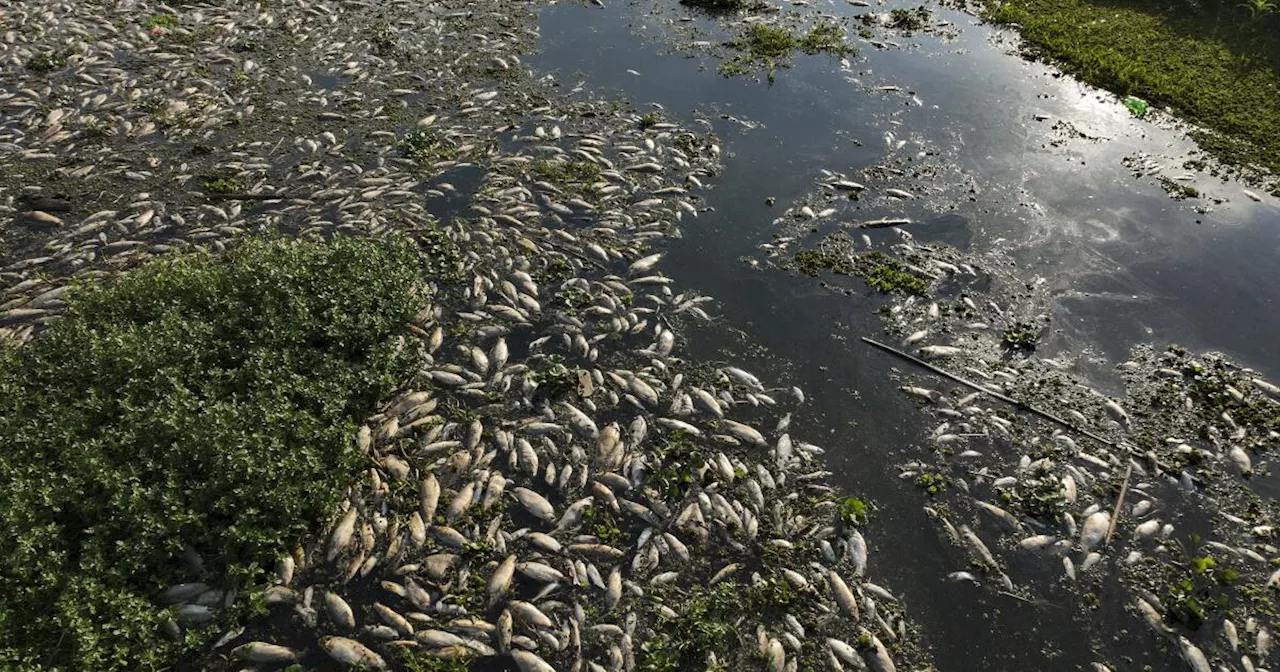 Toneladas de peces muertos cubren río de Sao Paulo tras el supuesto vertido de residuos industriales