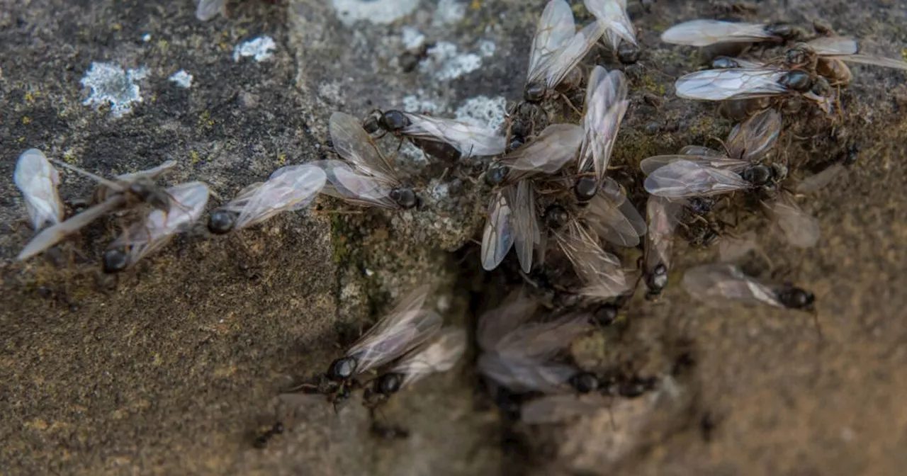 Flying Ant Day arrives as Brits battle 'worst one yet' with huge swarms