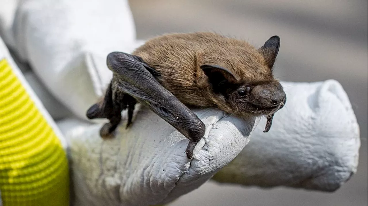 Schweizer Armee rettet Fledermaus-Baby und alarmiert Fledermausschützerin