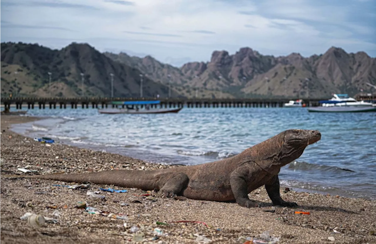 Taman Nasional Komodo Ditutup, Ini Penjelasan KLHK