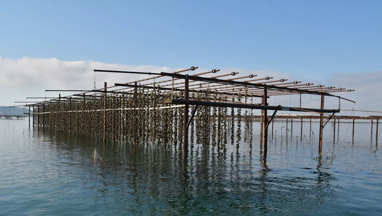 Que faire à Bouzigues : 5 idées de sorties dans cette commune du bassin de Thau