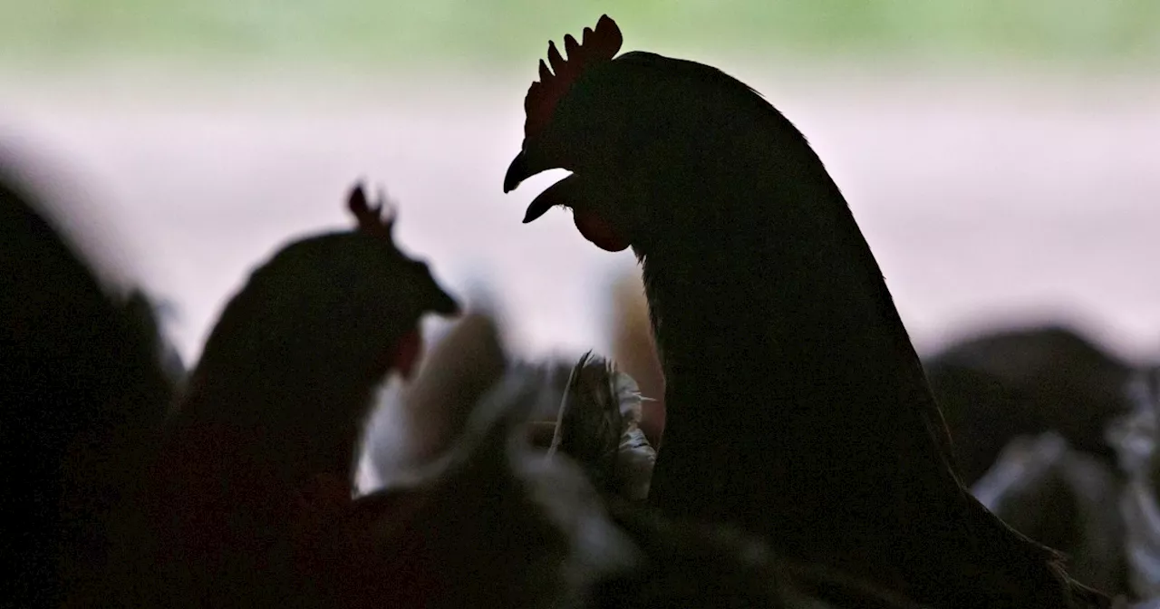 Bird flu in people: What scientists know about symptoms from the 9 U.S. cases so far