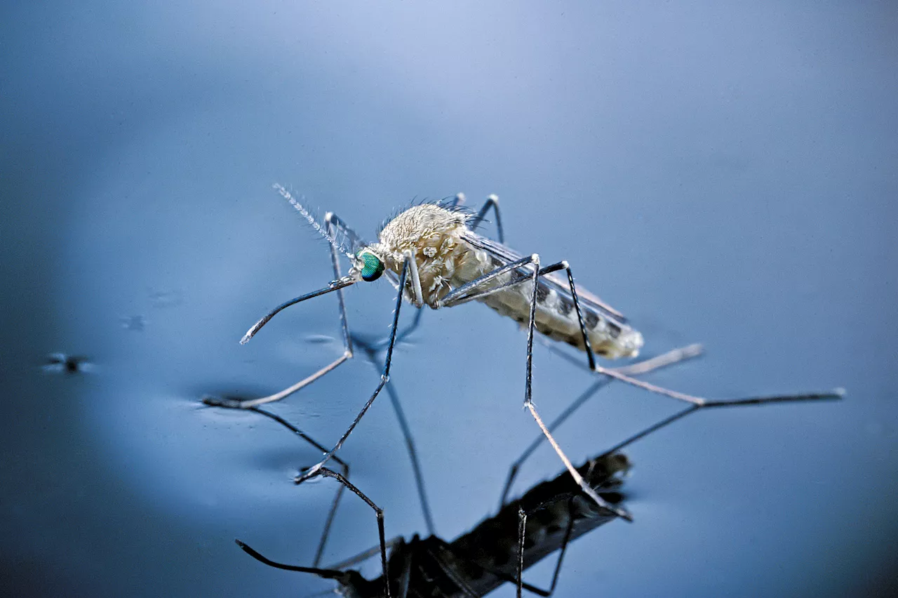 Mosquitoes test positive for West Nile virus in Delaware County