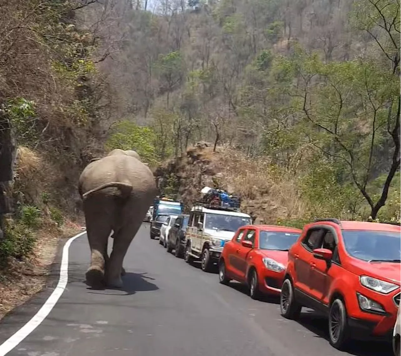 एक तरफ खाई-दूसरी तरफ से आ गया हाथी, देख ट्रैफिक में फंसे लोगों के छूट गए पसीने