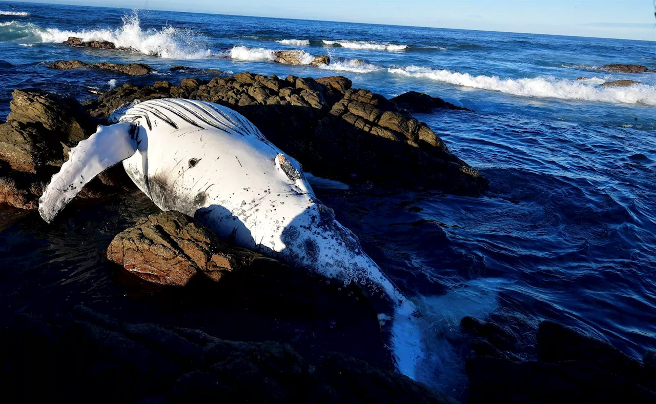 Man hacks away at beached whale's tail as Nelson Mandela Bay residents look on