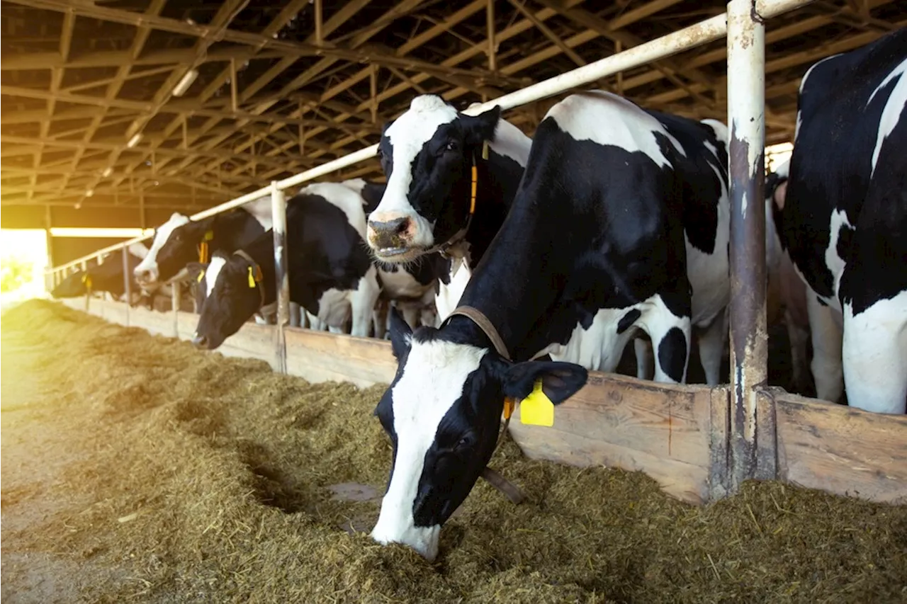 Study finds dairy cows vulnerable to flu strains from birds, humans, and pigs