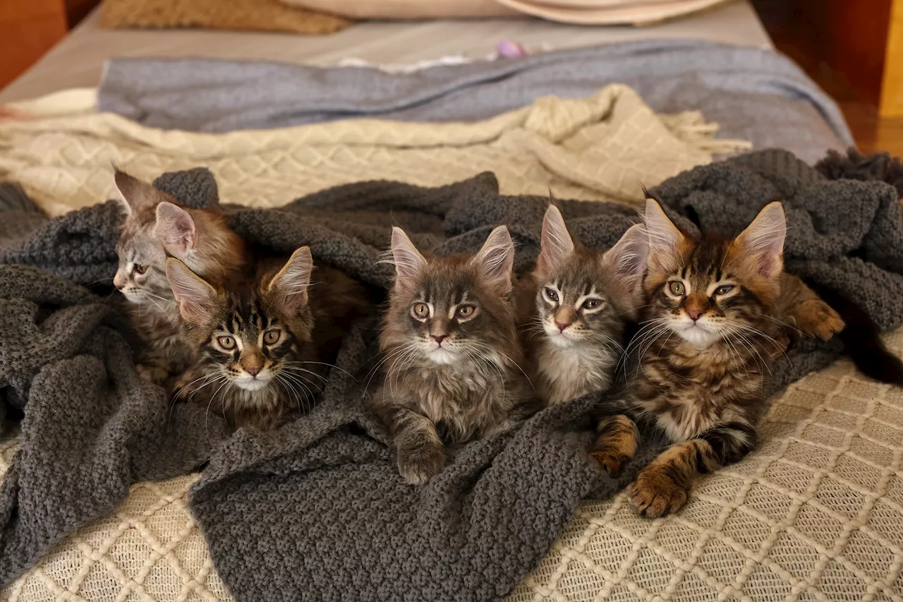 Man Goes to Adopt One Kitten, Unprepared for How Many Cats He Ends Up With