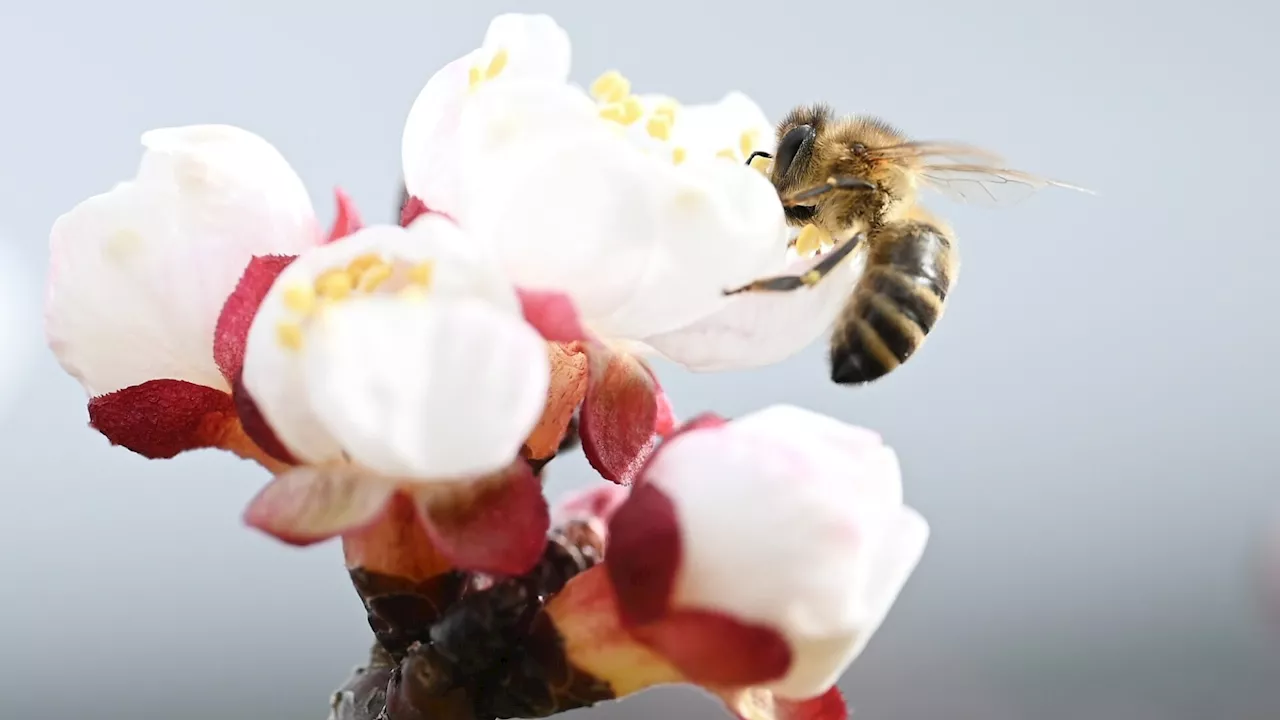 Im Marchfeld sollen die Bienen gerettet werden