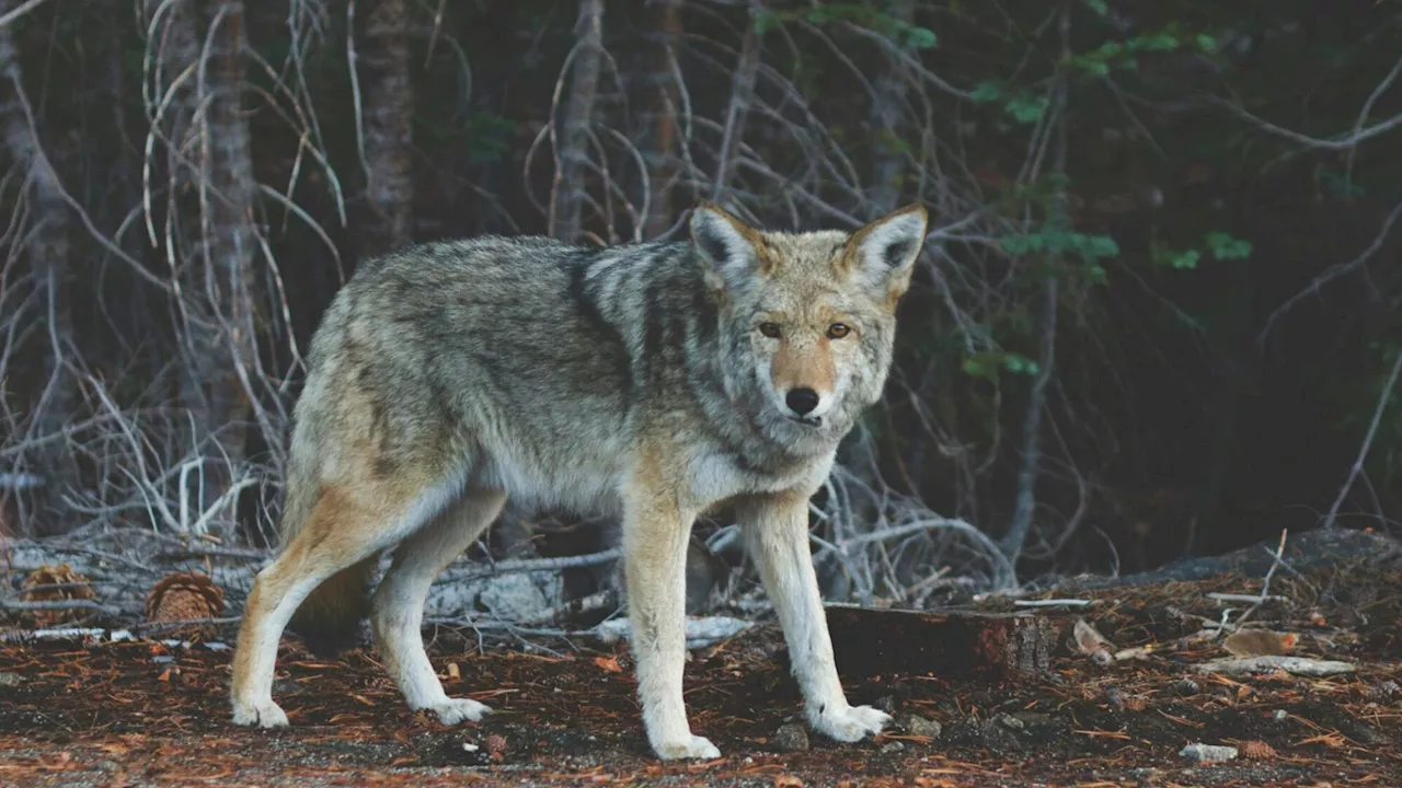 Trotz EuGH-Urteil: Niederösterreich hält an Wolfsverordnung fest