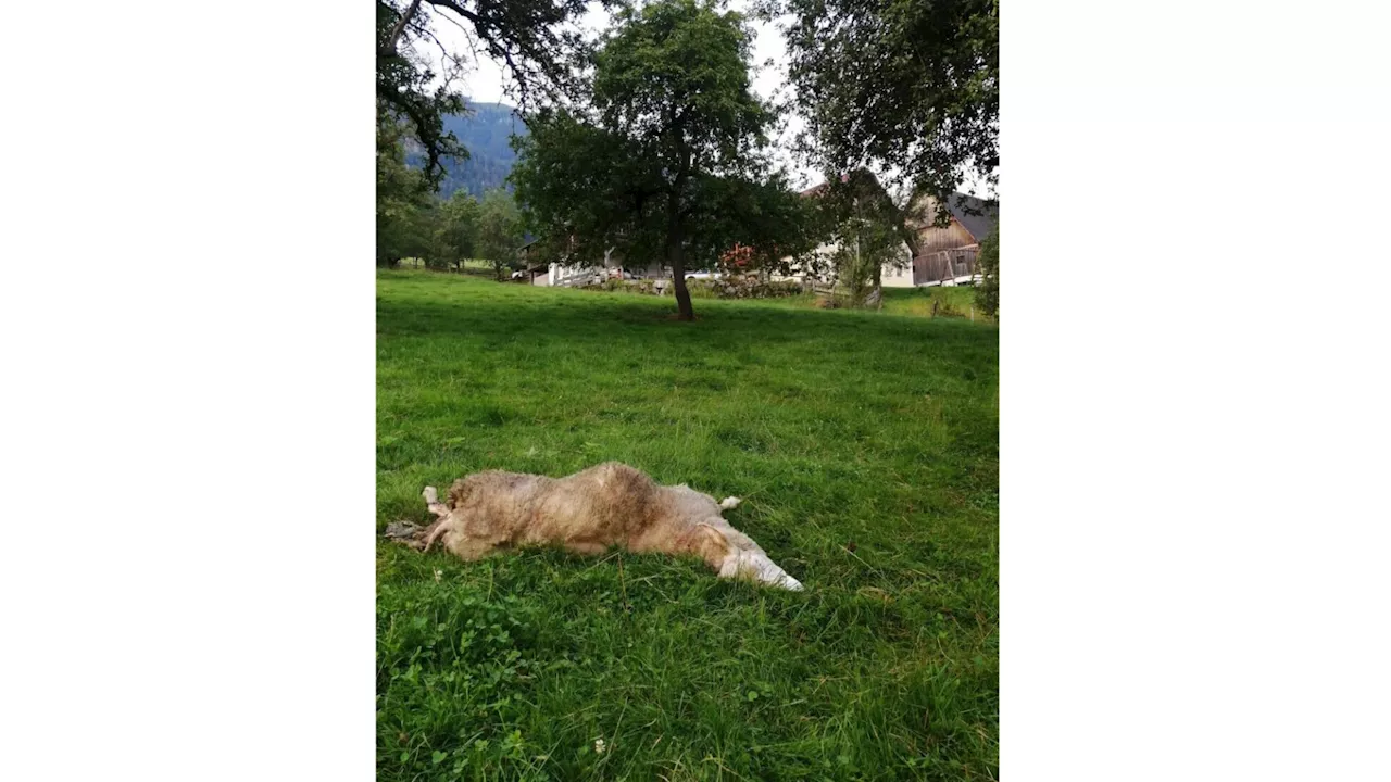 Wolf riss in Hollenstein mehrere Schafe