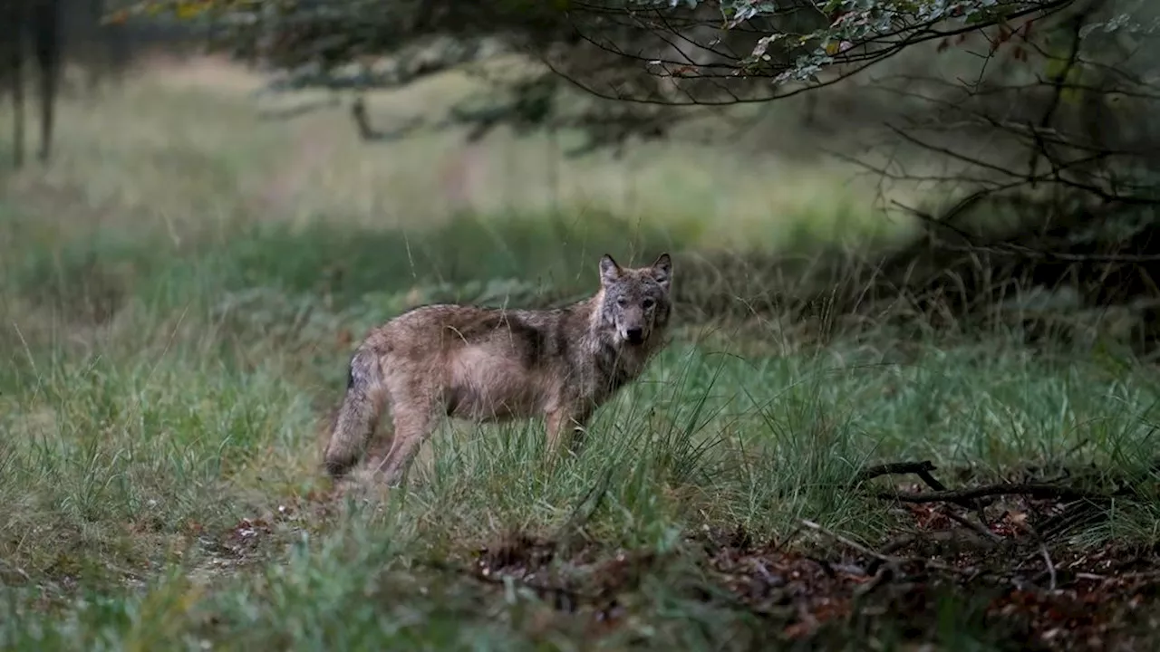 Gemeente Leusden sluit deel landgoed Den Treek voorlopig in verband met wolf