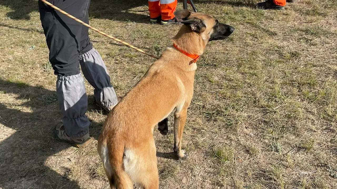 Nederlandse speurhonden naar Frankrijk om te zoeken naar vermiste Nederlandse vrouw