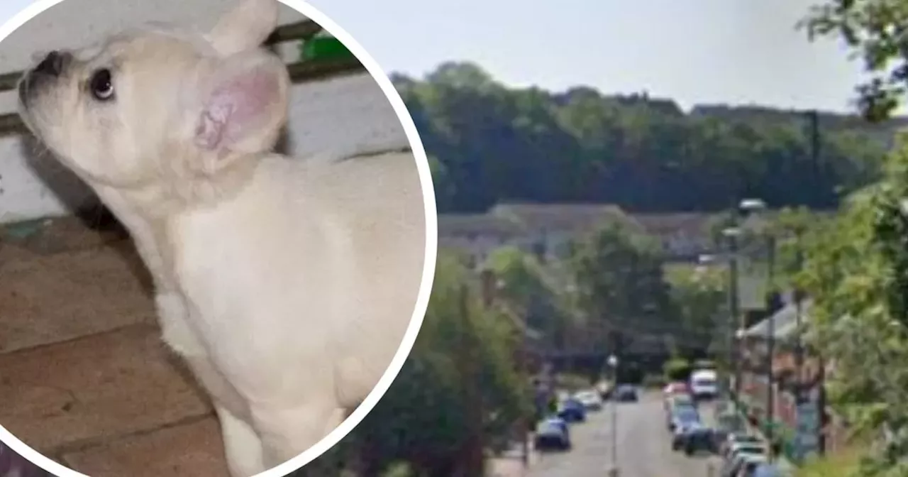 Police hunt after French Bull Dog puppies stolen while family slept