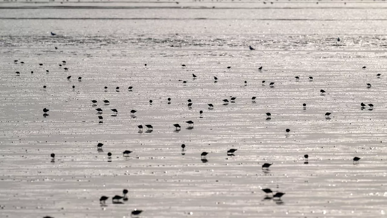 Hamburg & Schleswig-Holstein: Schutzzone für bedrohte Seeregenpfeifer in St. Peter-Ording